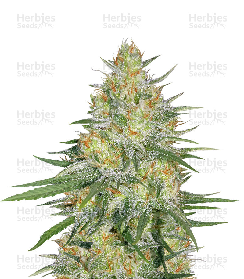 Sweet Cheese XL Auto (Sweet Seeds) Cannabis-Samen