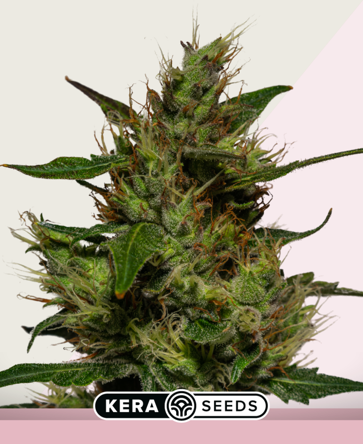 Critical - Kera Seeds