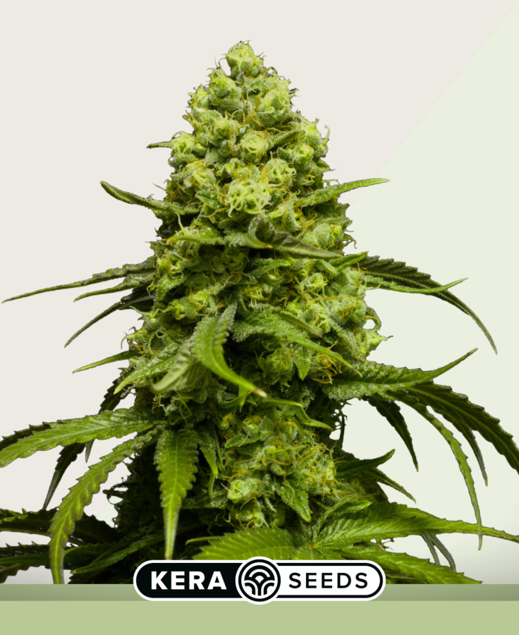 Dutch Power Autoflower - Kera Seeds