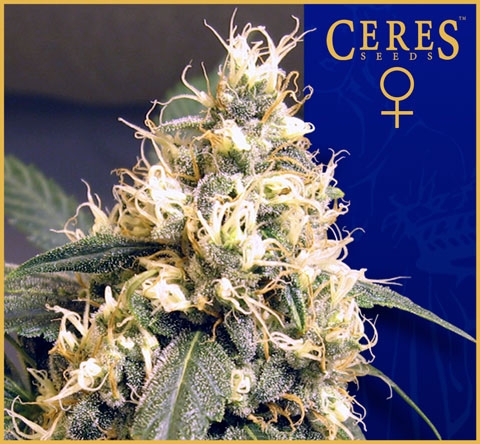 Ceres Skunk - Ceres Seeds