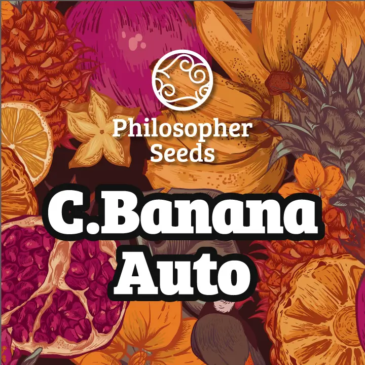 Auto Chiquita Banana - Philosopher Seeds