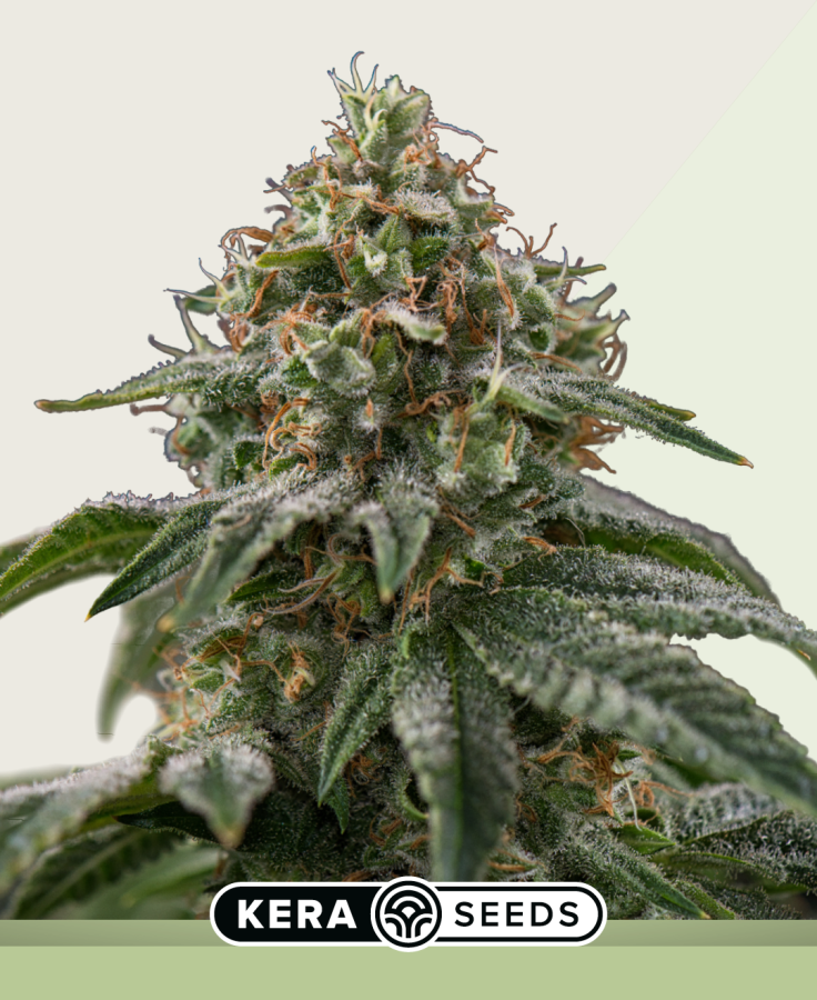 Greengo Bio Haze Autoflower - Kera Seeds