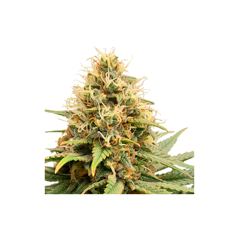 Crystal White Kush - Super Sativa Seed Club