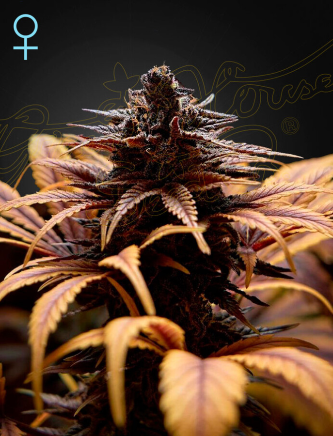 Deep Candy (CBD) - Green House Seeds