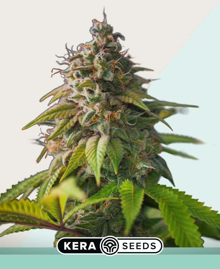 Medical OG Kush - Kera Seeds