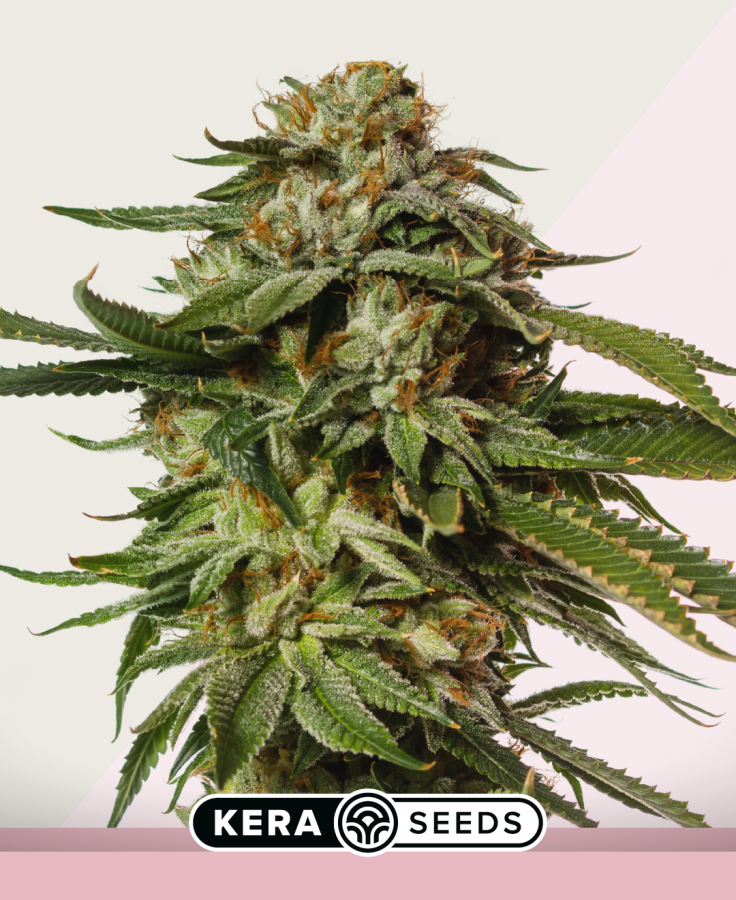 NLX Special - Kera Seeds