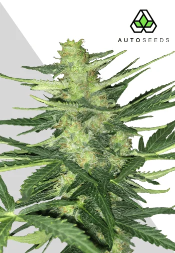 Polar Express - Auto Seeds