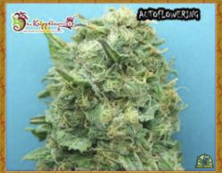 Grand Heft Auto - Dr Krippling Seeds