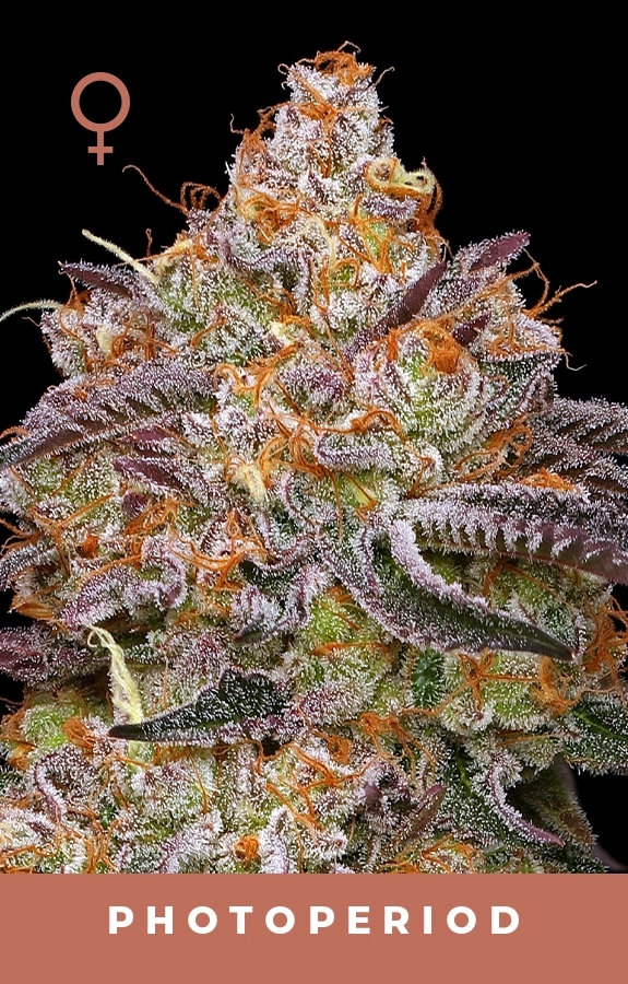 Granny Candy - Humboldt Seeds Company