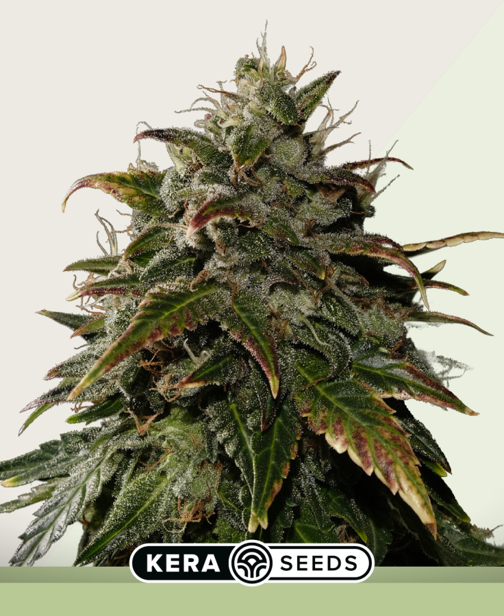 Royal Queen Diamond Auto - Kera Seeds