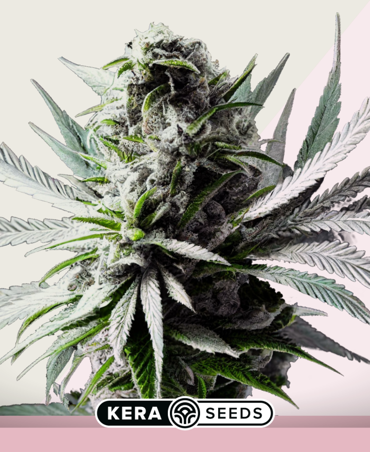 Super Silver Haze - Kera Seeds