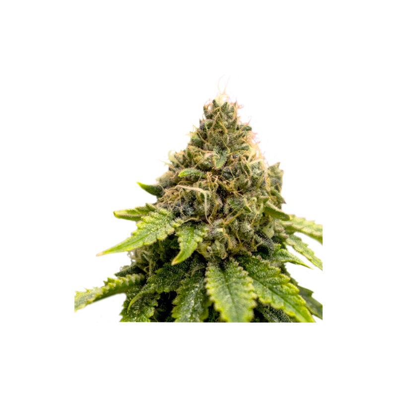 Karel's Dank Reg. - Super Sativa Seed Club