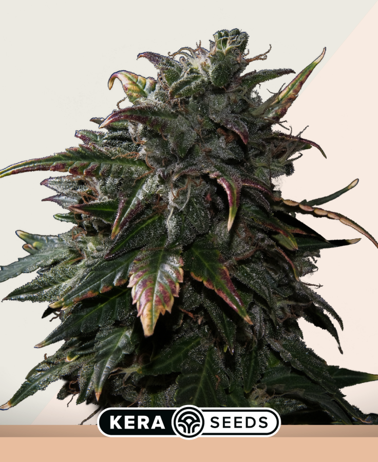 Tangerine Kush - Kera Seeds