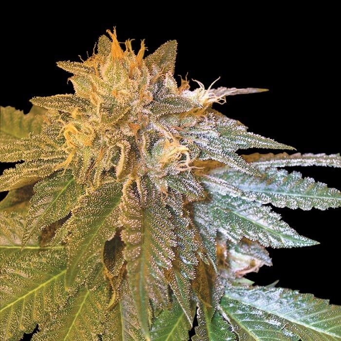 L. A. Confidential - DNA Genetics