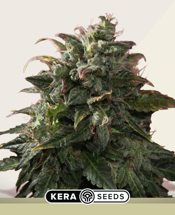 Venice Beach Afghan Autoflower - Kera Seeds