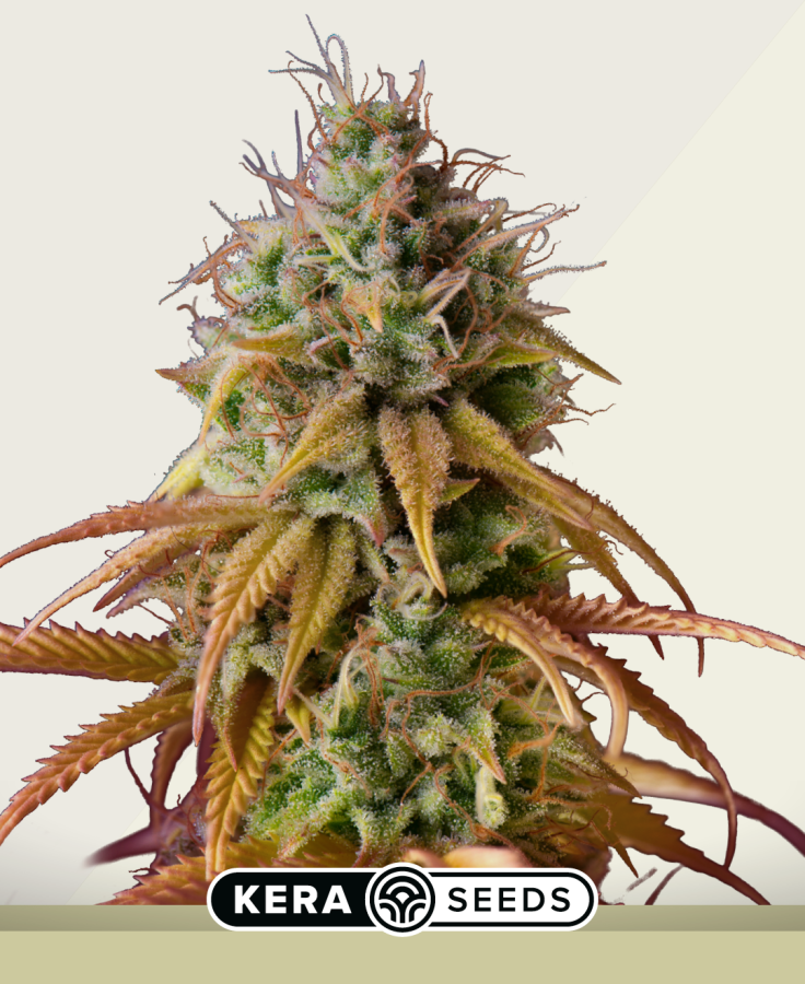 Zkittels Autoflower - Kera Seeds