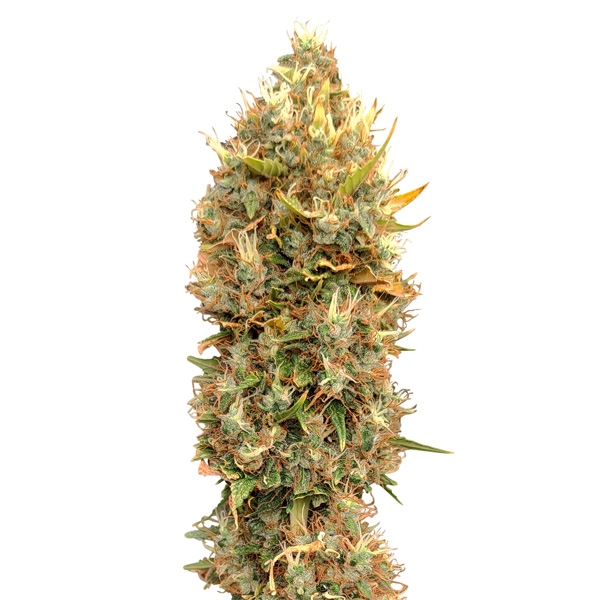 Masterkush CBG - CBD+ Buds