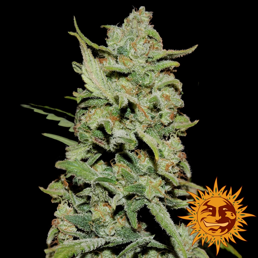 Peyote Critical - Barney's Farm