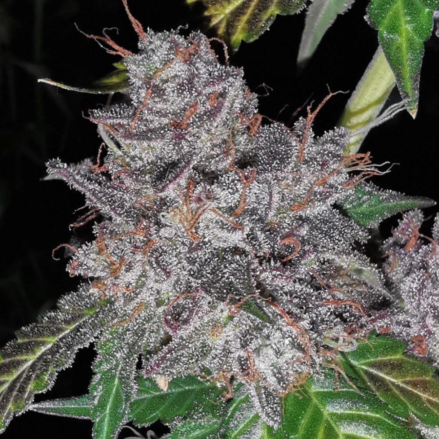 Rainbow Cake - Pheno Finder Seeds