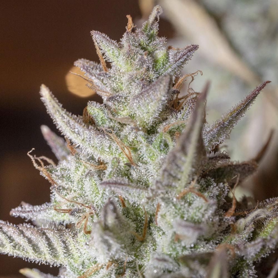 Scoopski F2 Autoflowering - Night Owl Seeds