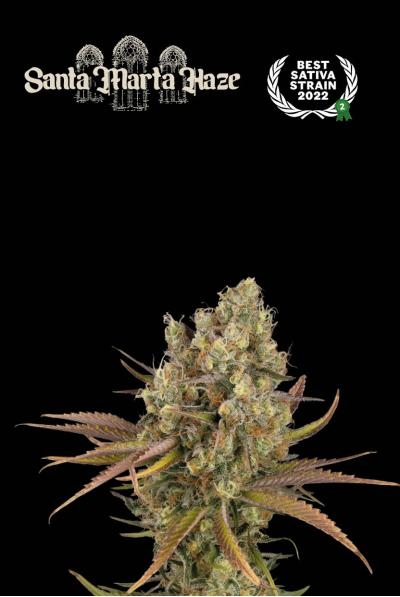 Superior Santa Marta Haze Auto - SeedStockers