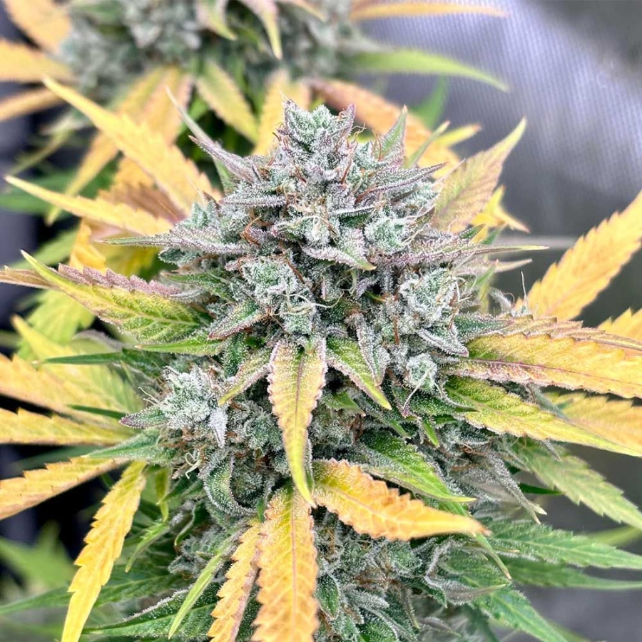 Valencia Kush Auto - Night Owl Seeds