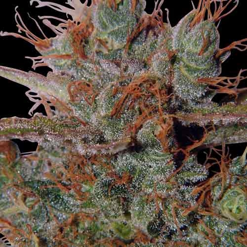 White Widow Reg. - Spliff Seeds