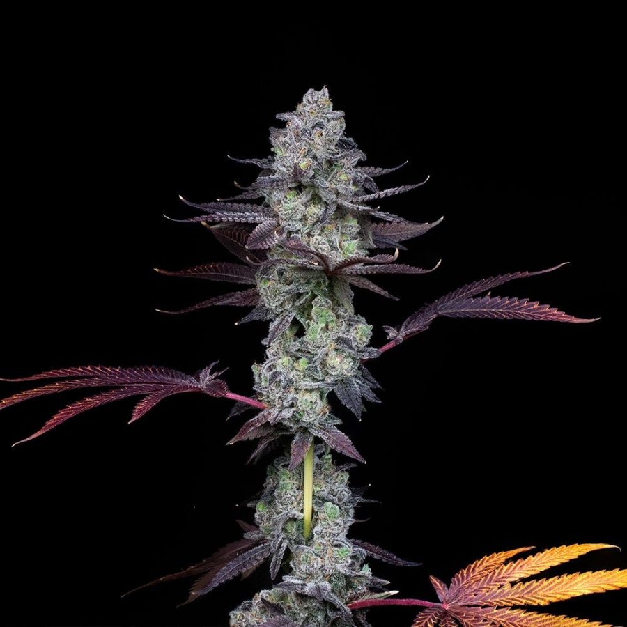 Wildcard - Compound Genetics