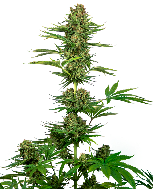 Satin Black Domina CBD Feminisierte Hanfsamen, 3 Samen