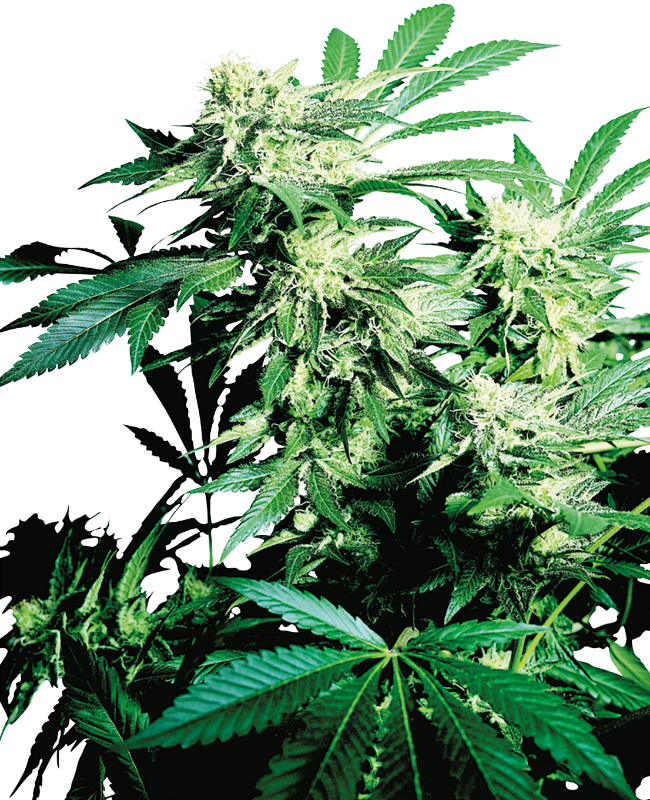 Skunk Kush Feminisierte Hanfsamen, 3 Samen