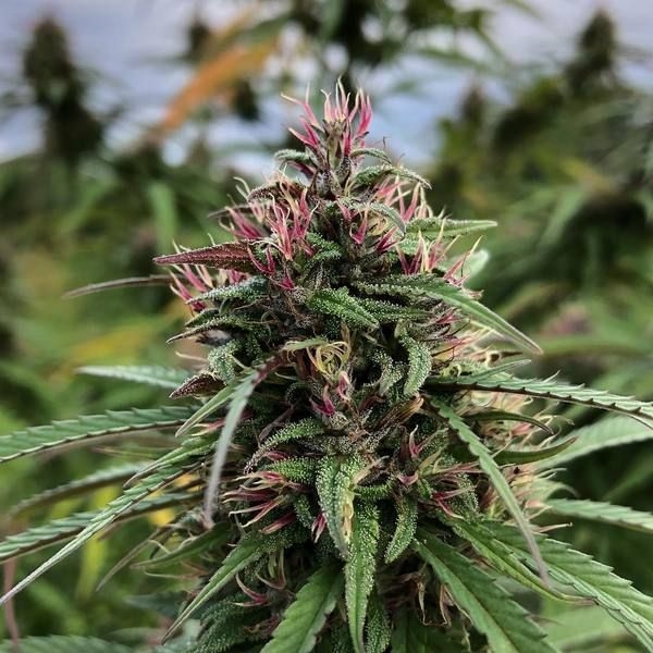 Fire OG - The Cali Connection