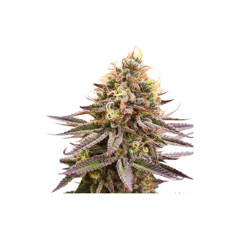 Gorilla Super Glue - Super Sativa Seed Club