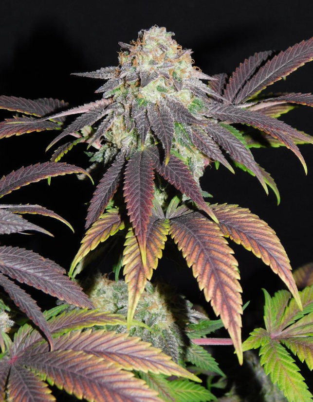 Mimosa - BSB Genetics