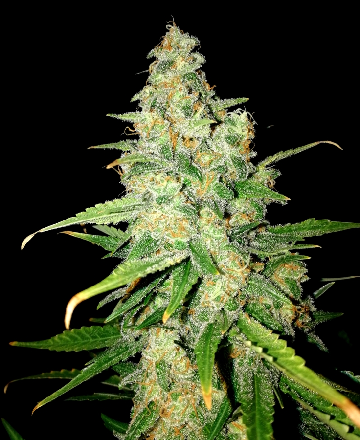 Zkittlez - Lineage Genetics