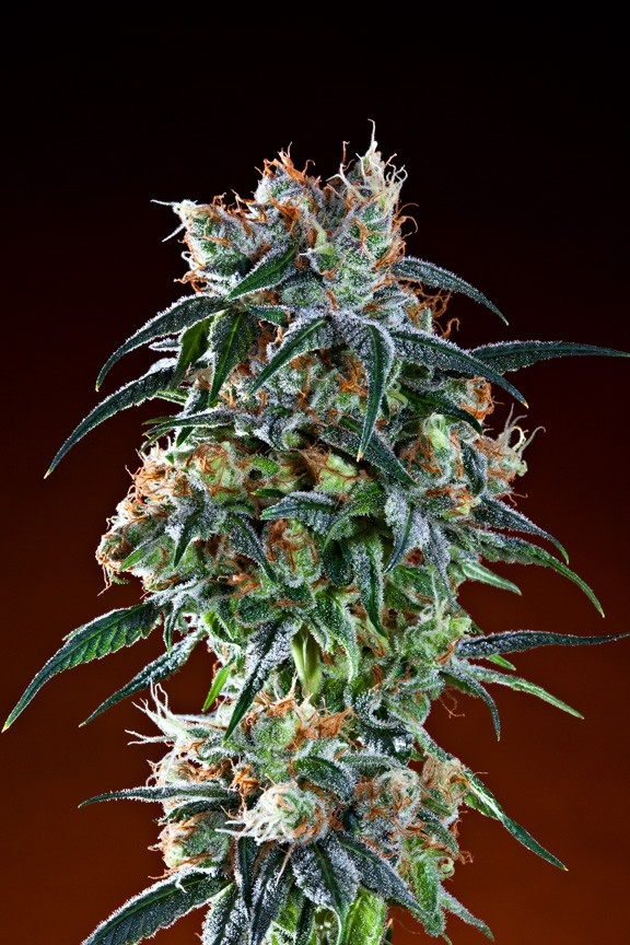 Black Cherry OG - Grand Daddy Purp Genetics