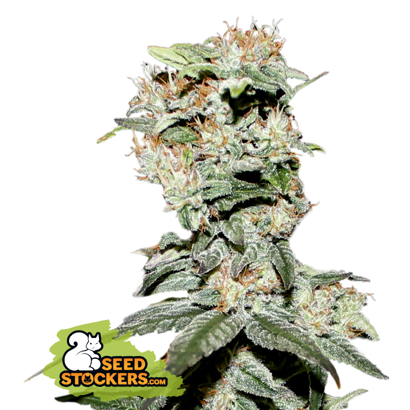 CBD Critical XXL - Seedstockers