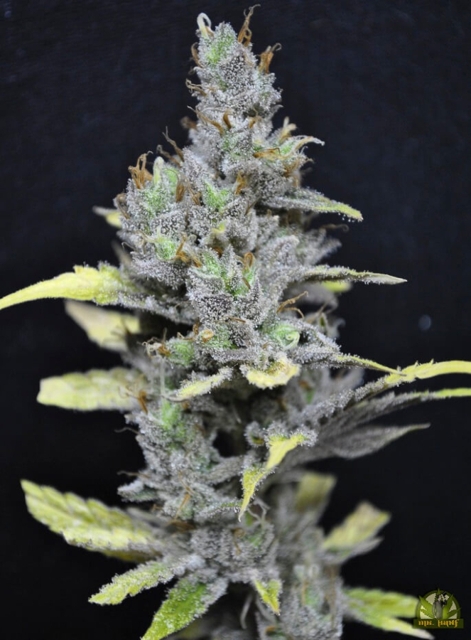 CBD MediHaze - CBD Crew