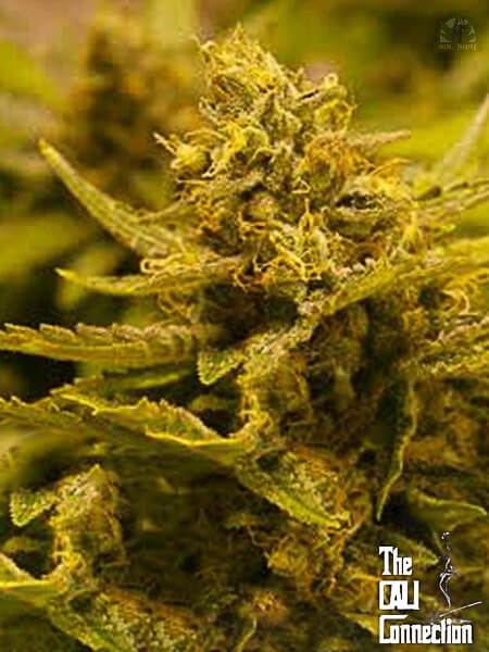 CBD OG - The Cali Connection