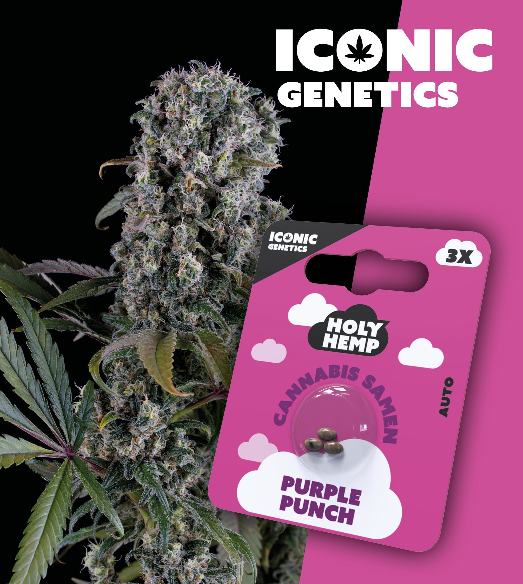 Purple Punch - Iconic Seeds