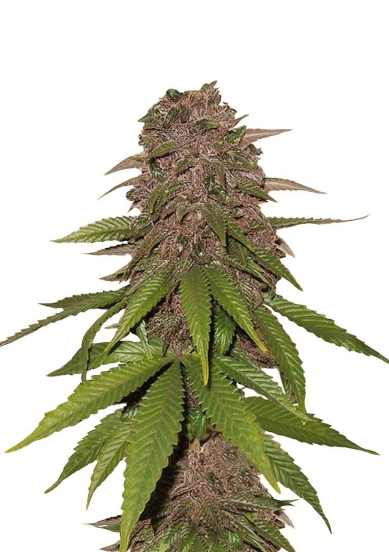 Fast Buds – C4 Automatic