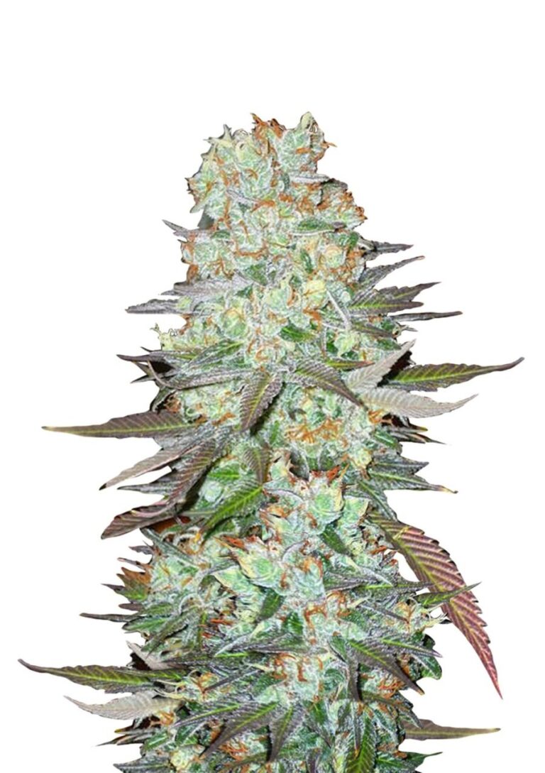 FastBuds – G14