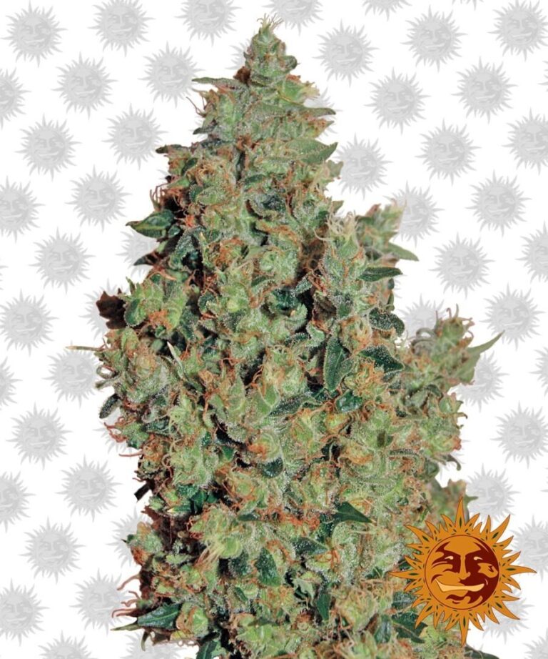 Barney’s Farm Tangerine Dream