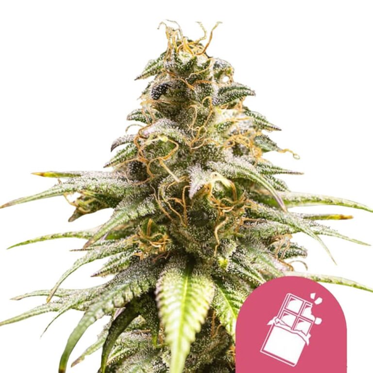 Royal Queen Seeds Chocolate Haze feminized cannabis seeds