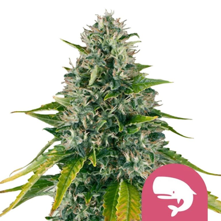 Royal Queen Seeds Royal Moby feminized cannabis seeds