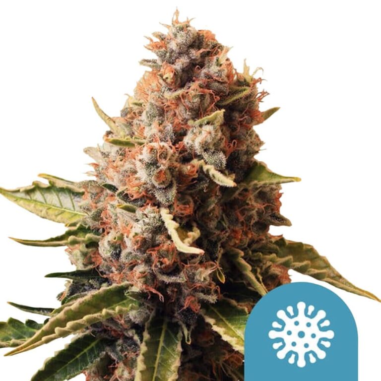 Royal Queen Seeds Euphoria CBD cannabis seeds