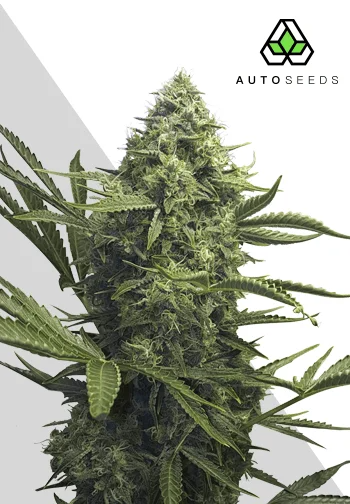 Sweet CBD Auto - Auto Seeds