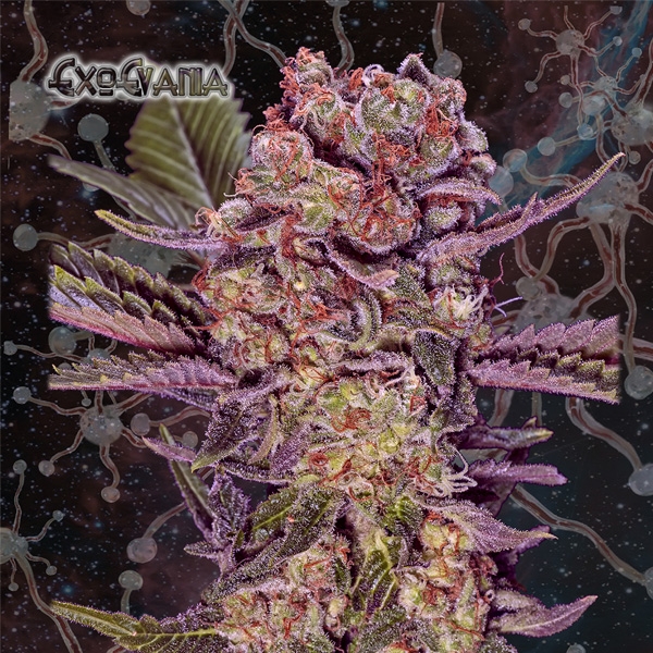 ExoEvania - Geneseeds