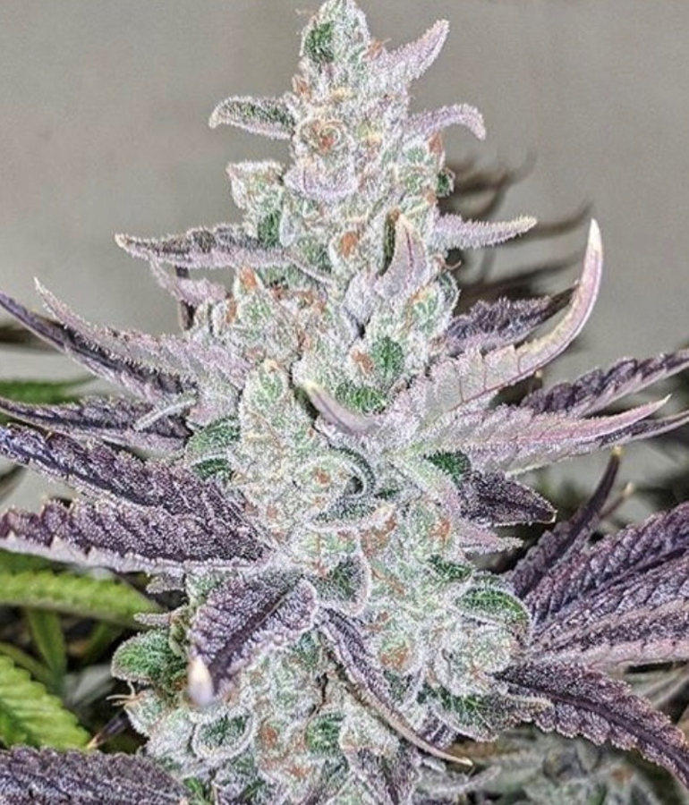 Purple Valley Grapes regulär - Relentless Genetics