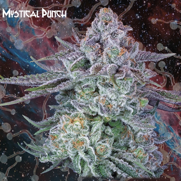 Mystical Punch - Nemeseeds