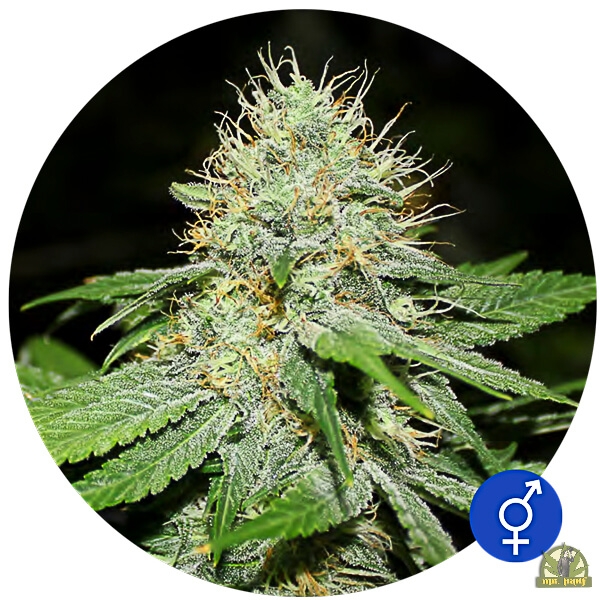 Original Afghan Reg. - The Bulldog Seeds